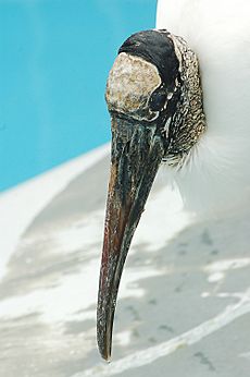 WoodStork Facial Details