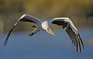 Wood Stork, Huntington Beach SP, SC, October 2010 (5114800170)