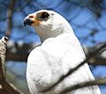 (1)Grey goshawk