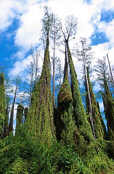 ARS Lygodium microphyllum