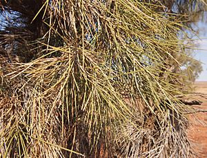 Acacia peuce juvenile foliage