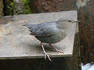 American Dipper.jpg