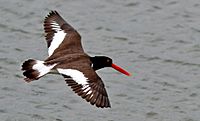 American Oystercatcher (Haematopus palliatus) in flight