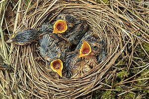 Aquatic Warbler Chicks