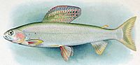 Arctic Grayling Thymallus arcticus arcticus