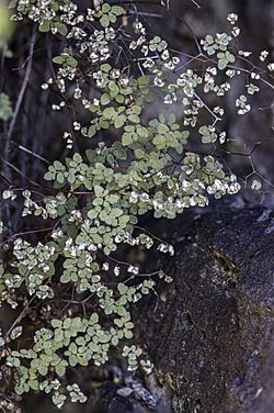 Argyrochosma fendleri axes and farina