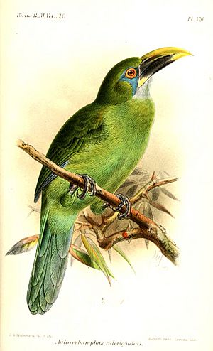 AulacorhamphusCalorhynchusKeulemans