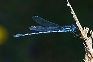 Austrolestes annulosus.jpg