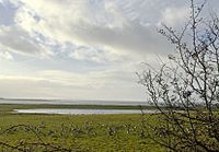 Barnacle Geese grazing at Ballygilgan seasonal pond