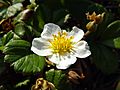 Beach Strawberry (Fragaria chiloensis)