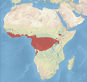 Black-and-white Mannikin Distribution.jpg