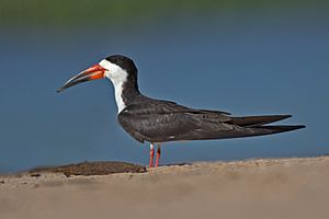 Black skimmer Rynchops niger.jpg