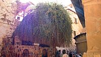 Burning Bush, St Catherine's Monastery