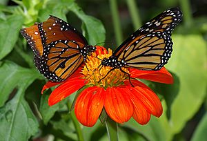 Butterflies UFmuseum