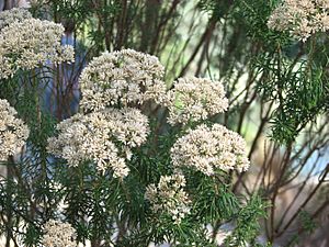 Cassinia aculeata.jpg