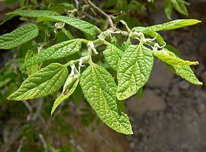 Celtis reticulata 2.jpg