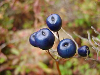 Clintonia borealis fruits