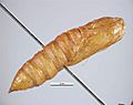 Cnephasia jactatana pupa