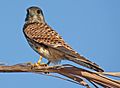 Common kestrel (Falco tinnunculus), Hurghada, Egypt - 20110923