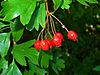 Crataegus monogyna 005.JPG