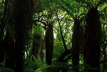 Cyathea smithii grove