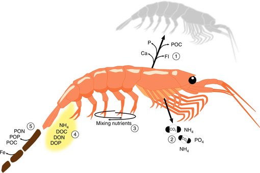 Cycling of nutrients by an individual krill.webp