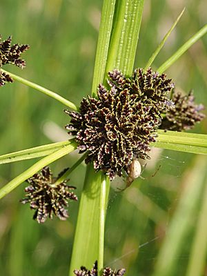 Cyperus difformis P6100117.jpg