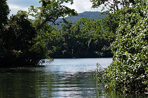 DaintreeConfluent