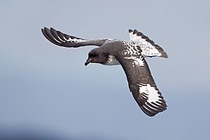 Daption capense in flight 2 - SE Tasmania.jpg