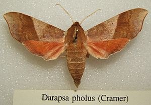 Darapsa pholus sjh.jpg