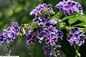 Duranta erecta Sapphire Blue 1zz