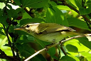 Eastern crowned warbler.jpg