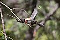 Elegant Trogon (female) Huachuca Canyon Sierra Vista AZ (35488215750)