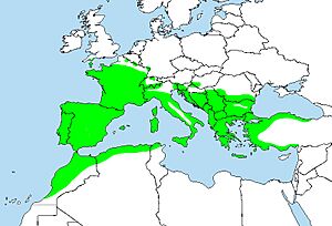 Emberiza cirlus distribution map.jpg