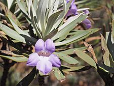 Eremophila rigens (flower detail)