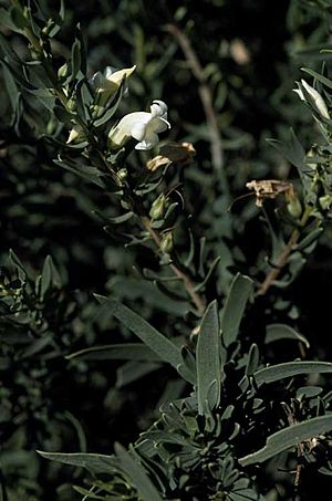 Eremophila tetraptera.jpg