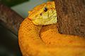 EyelashViper2010