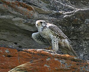 Falco mexicanus with kill.jpg