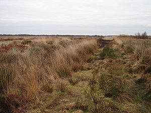 Footpath Through the Humberhead Peatlands - geograph.org.uk - 645204