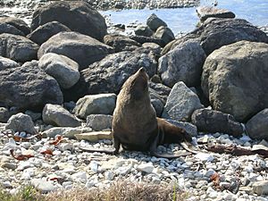 Fur seal at kaikoura