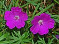 Geraniaceae - Geranium sanguineum-1