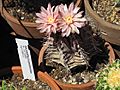 Gymnocalycium mihanovichii 2