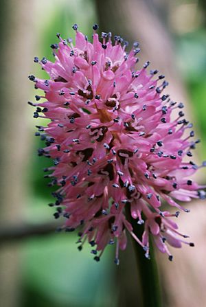 Helonias bullata FWS.jpg