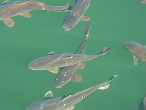 LakePowellCarp5437