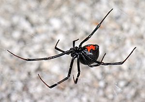 Latrodectus hesperus (F Theridiidae)