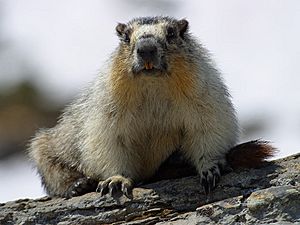 Marmota flaviventris