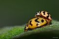 Mating ladybugs