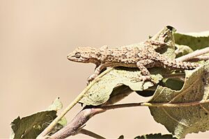 Mediodactylus russowii 12.jpg