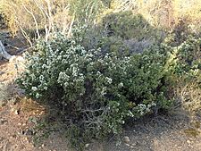 Melaleuca cliffortioides habit