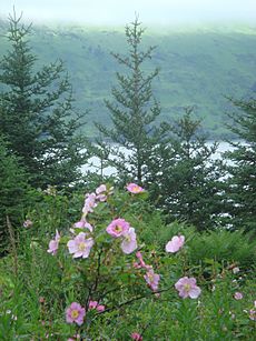 Mountain roses on Raspberry Island-vertical